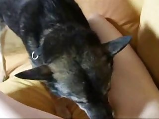 67791 Amateur Feeds The Dog