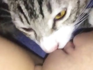 86038 Kitten At It Again