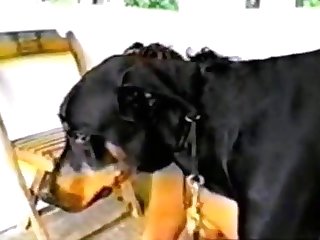 85437 Doggie Daddy 7 Part 2