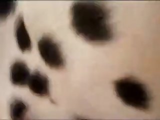 70904 Dalmatian Feeding A Girl His Sperim