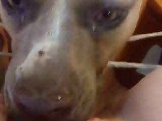 82530 Licking 3