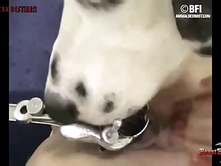 Caused Dog To