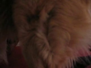 It Was Already Stuffed Full With A Slimy Hot Dog Cock