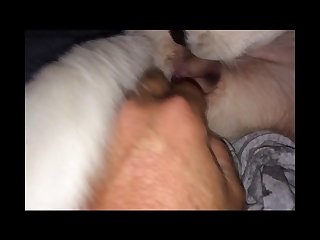Asian Animal Sex Fun