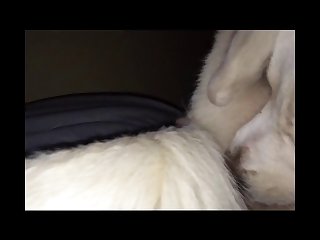 Asian Animal Sex Fun