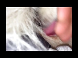 Asian Animal Sex Fun