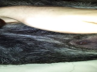 In Heat Dog Pussy