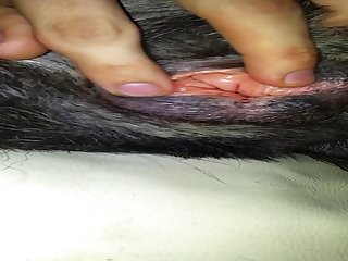 In Heat Dog Pussy