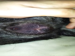 In Heat Dog Pussy