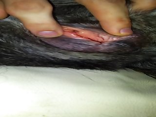 In Heat Dog Pussy
