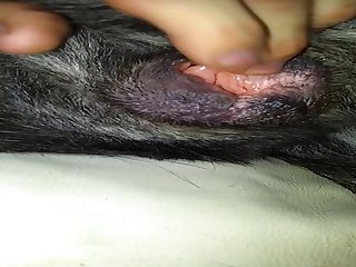 In Heat Dog Pussy