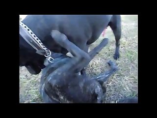 Aluzky Doggy 69 Kinda