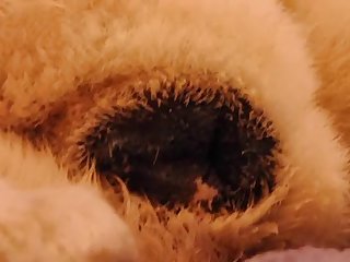 Puffy Puppy Pussy
