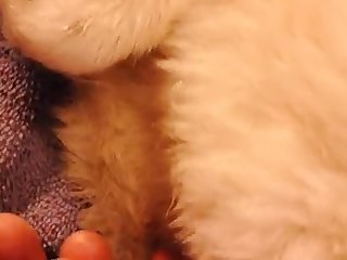 Puffy Puppy Pussy