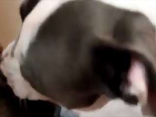 Fratboy Licked