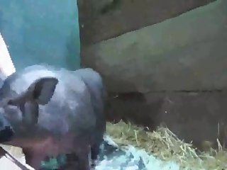 Girl Rides Dog Cock