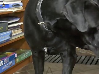 Adorable 3d Horse Bestiality Porn Action