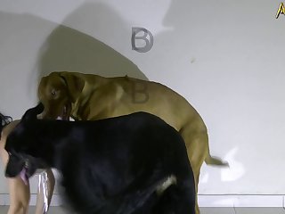 Bestiality Porn Comix