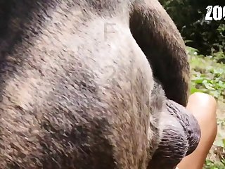 Bestiality Porn Horses