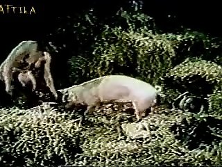 Bestiality Porn K9