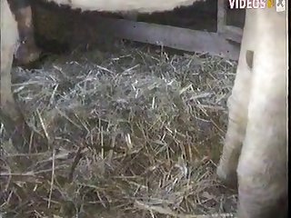 Animal Packer Porn