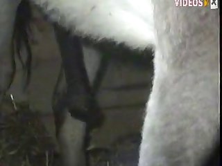 Animal Packer Porn