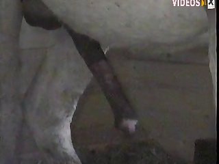 Animal Packer Porn