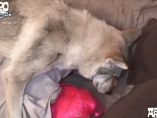 Porn Girl Vs Animal
