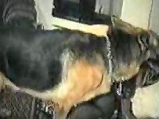 Piss On Animal Porn