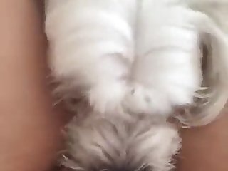 Animal Plug Porn