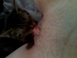 Porn Animal Suck Dick