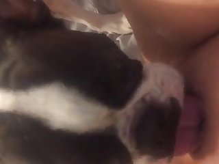 Shemale With Animal Porn