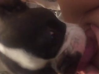 Shemale With Animal Porn