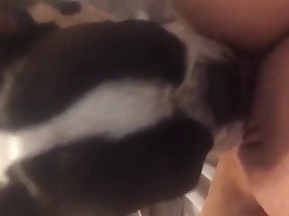 Shemale With Animal Porn