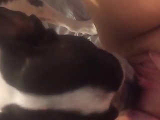 Shemale With Animal Porn