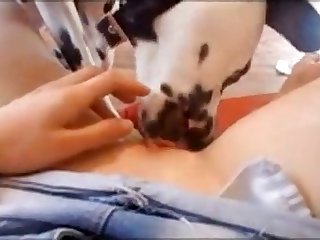 Oral Animal Porn
