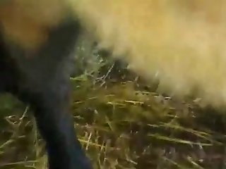 Fart On Animal Porn