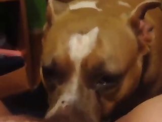 Bbc Fuck Animal Porn