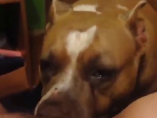 Bbc Fuck Animal Porn
