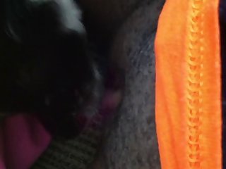 Animal Porn Animal Porn
