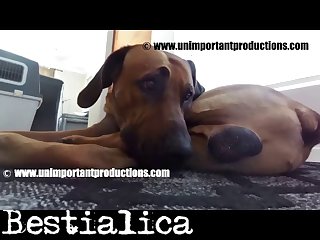 Zoophilia Porn Octopus