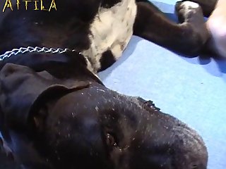 Zoofilia Com Dotados