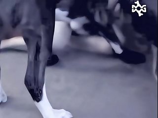 Videos Pornos De Zoofilia En Espanol
