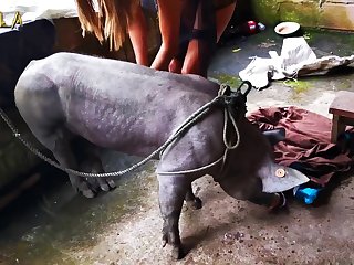 Zoofilia De Mulher