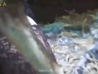 Xhamster Zoofilia