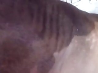 Knot Zoofilia
