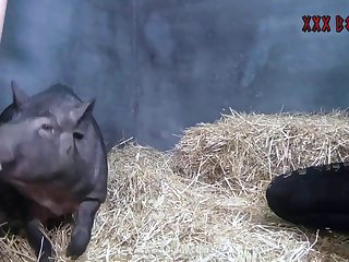 Videos Porno Zoofilia Hd