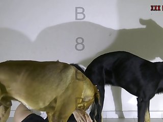 Zoofilia De Cerdo