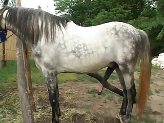 Cavalo Comendo Egua Zoofilia