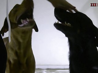 Zoofilia En Colombia